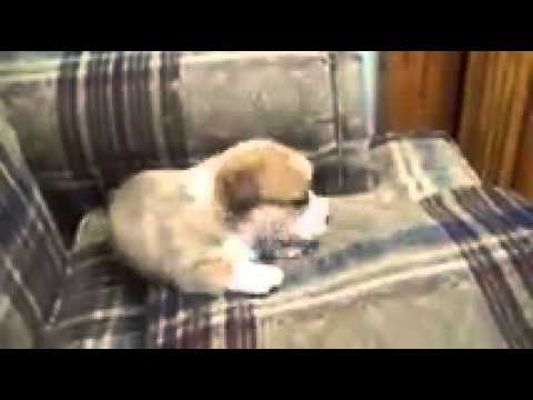 Cosmic Corgis Introduces Beverly D