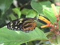 Butterflies & Birds Butterflies & Birds