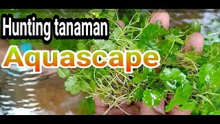 Download Lagu Hunting Berbagai Macam Tanaman Aquascape Mp3