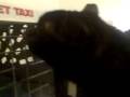 videos de Rocco Rock and  Cio-Cio San coming home.