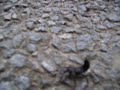 Scottish Scorpion in Tullibody
