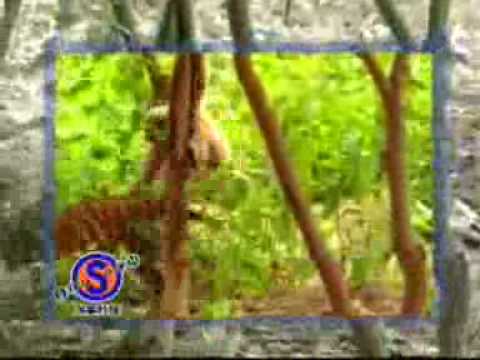 Mono vs tigre
