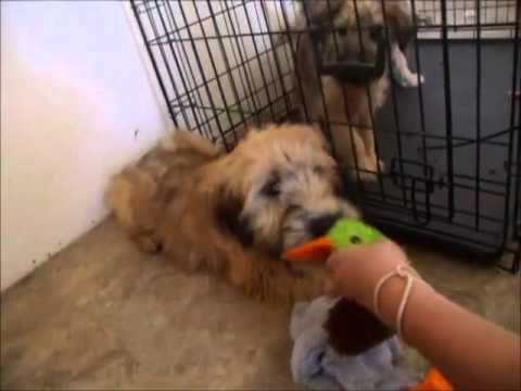 Clarence a Soft Coated Wheaten Terrier