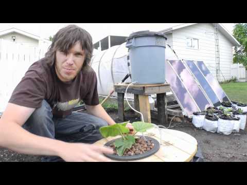 how to fertilize giant pumpkins
