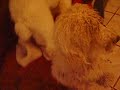 Neglected Standard Poodle