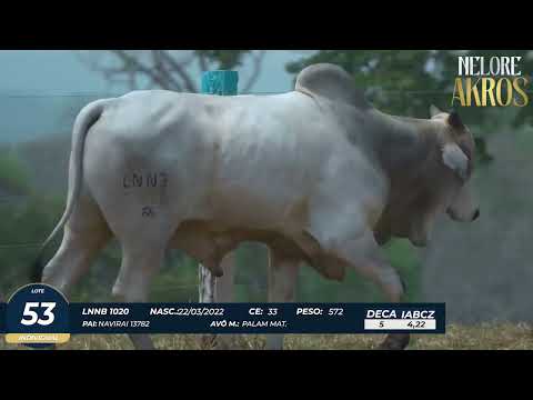 4� DE OLHO DA FAZENDA NELORE AKROS