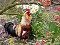 Le coq chantera 3 fois