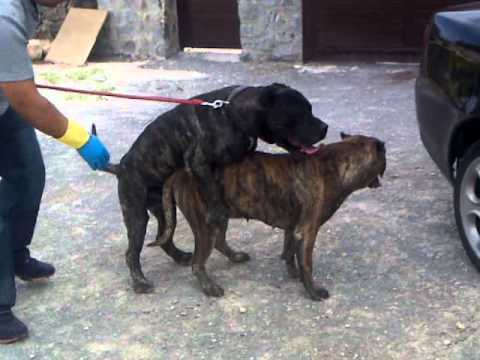 Canary Dog - the bests dogs of canary dog.