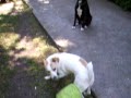 Reyna jugando con la pelota 8 11 09