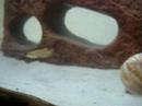 Ocellatus Gold