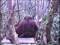 Orangutans mating in the wilds of Borneo Orangutans mating in the wilds of Borneo