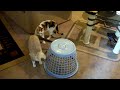 kitty-whistleblower