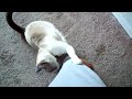 kitty-whistleblower