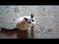 kitty-whistleblower