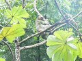 Three toed sloth