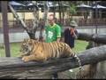 videos de tiger kingdom