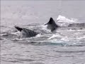 Greenpeace Records Humpback Whales in Southern Ocean