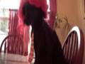 Harry Potter and the Squeaky Toy