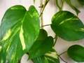 My Money Plant