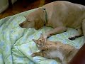 pussy-lick-part-2-interspecies-erotica.html