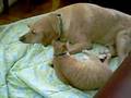 Pussy Lick Part 2: Interspecies Erotica
