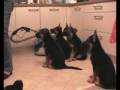 Agassi_puppies_15-Dec-08.avi