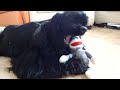 Click here to watch this video 黒い悪魔・・・AコッカーMaple