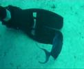 Playing with Trigger Fish