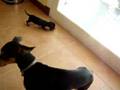 My New Duchshund Puppy ( mini )