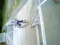 videos de Mella fallin off lol