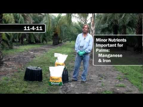 how to fertilize coconut palm trees