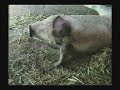 Take Action for Downer Animals!