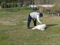 Caniche video