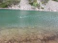 Springer tug on the Green Lochan