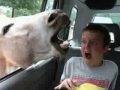Funny Animals And People