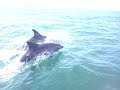 dauphins au ridens