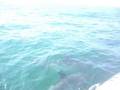 dauphins au ridens