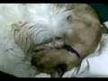 videos de No_sleep_allowed    
