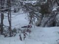 toppjakt på orre - free flv video @ vwatch.tv