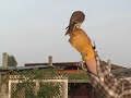Falconry - Hunting Small farm with American Kestrel Falconry - Hunting Small farm with American Kestrel