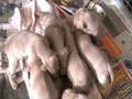 weimaraner puppies Cherry x King 20081119, Day 23