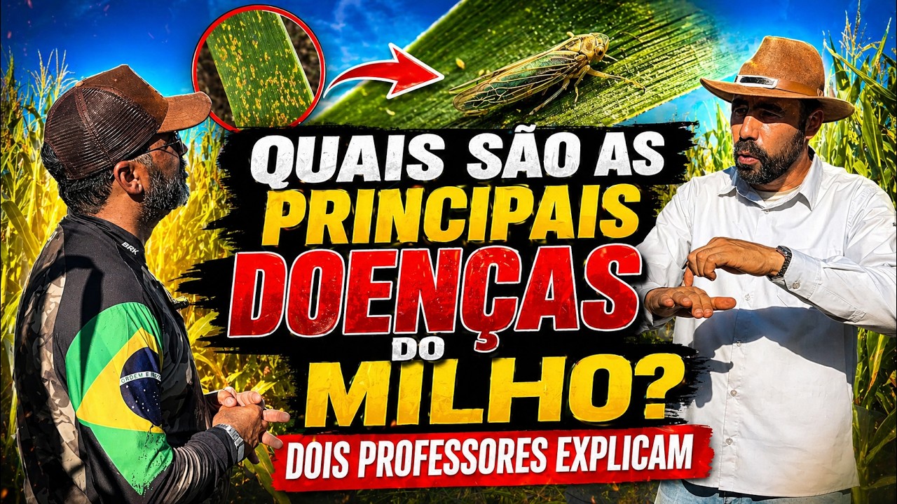 Quais são as principais doenças do milho? Dois professores explicam.