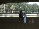 2008 AHS mare inspection