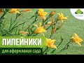 Лилейники для оформления сада. Подбор сортов для ландшафтного дизайна, посадка и уход
