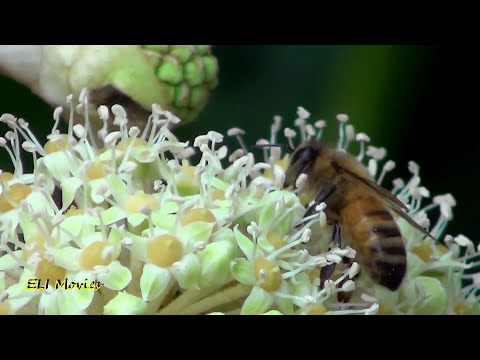 how to treat european wasp sting