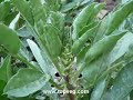 How to Prevent Blackfly from Damaging your Beans