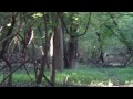 Watch 'Metal detecting with American Coin Hunter & Goio'