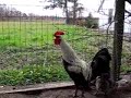 Galo Tenor