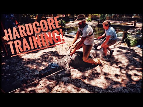 YouTube reptile video