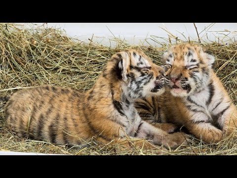 Wien/sterreich: Tiergarten Schnbrunn erhlt gefundene Tigerbabys